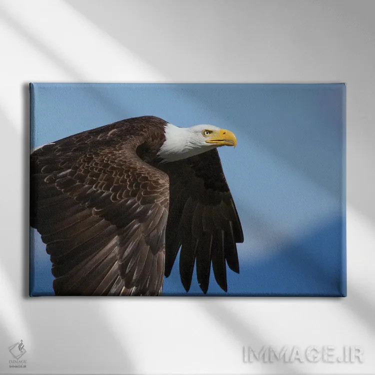 تابلو پرواز عقاب سرسفید ۲ اثر کن آرچر - نمای روبهرو روی دیوار