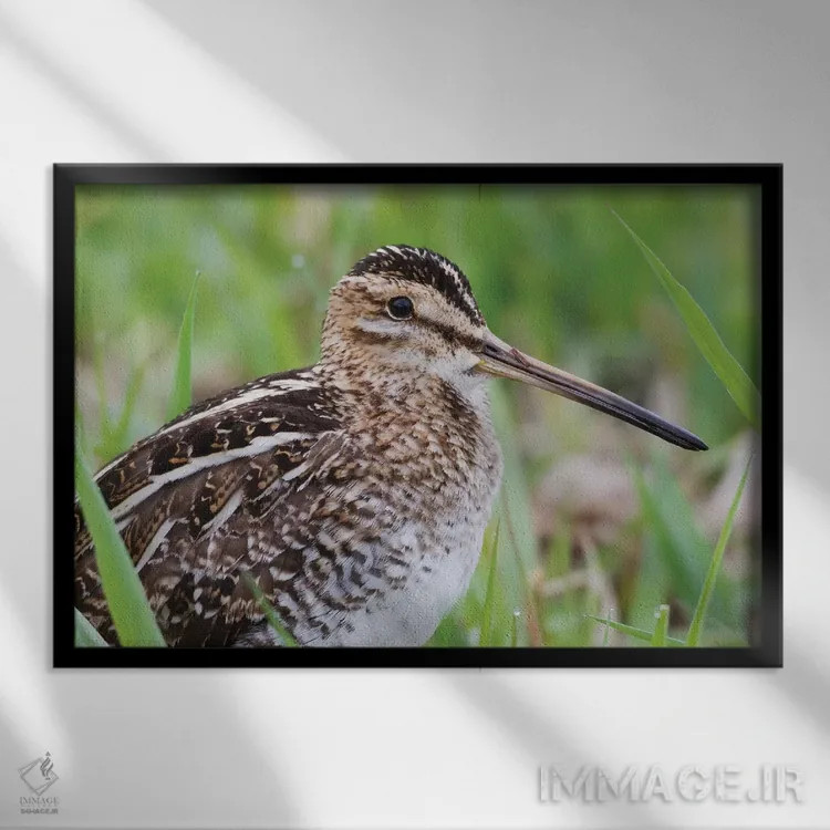 تابلو نمای نزدیک چلچه معمولی اثر کن آرچر - نمای قابدار مشکی