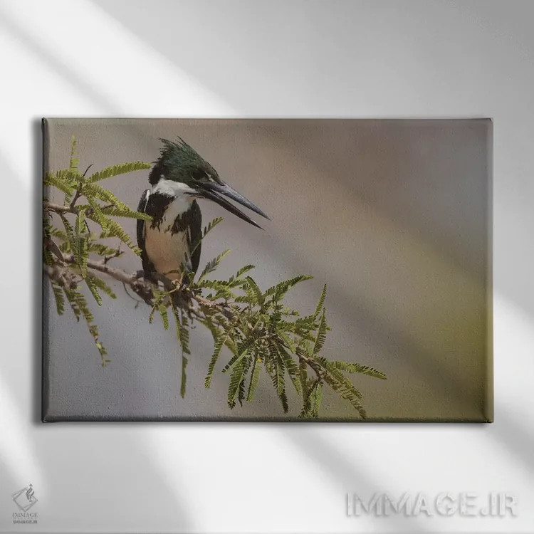 تابلو مرغ ماهیخوار آمازون ماده اثر کن آرچر - نمای روبهرو روی دیوار