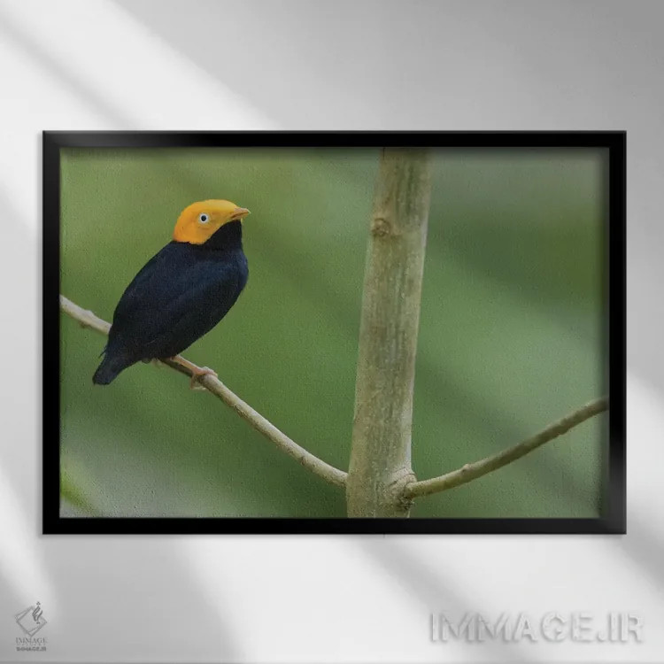 تابلو مناکین سرطلایی اثر کن آرچر - نمای قابدار مشکی