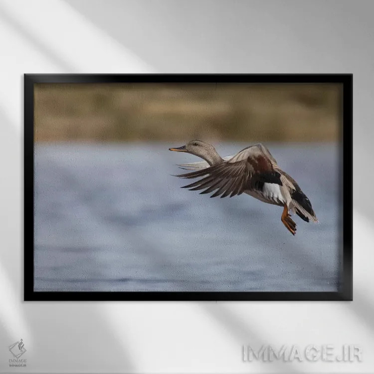 تابلو اردک خواجهگی نر در حال پرواز اثر کن آرچر - نمای قابدار مشکی