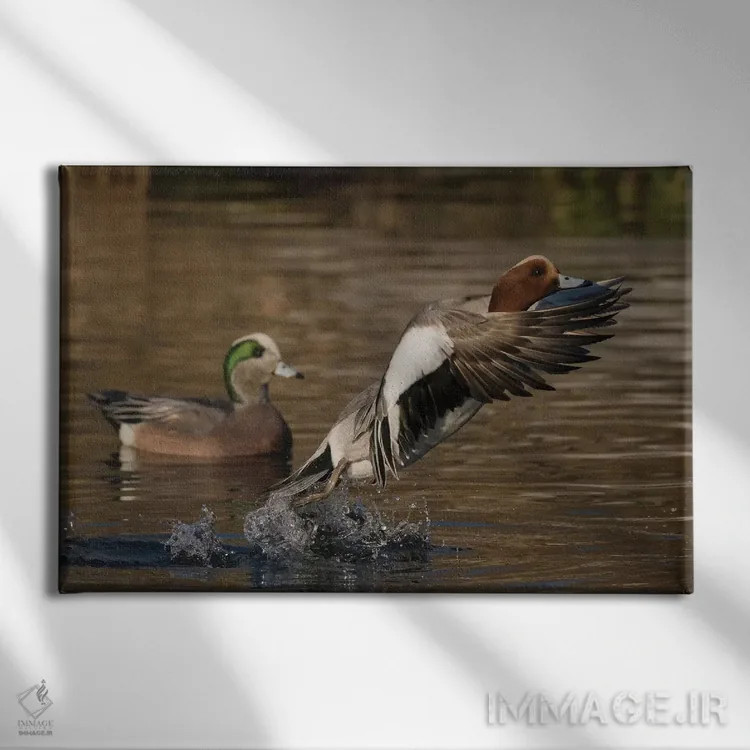 تابلو اردک ویژئون اوراسیایی در حال پرواز اثر کن آرچر - نمای روبهرو روی دیوار