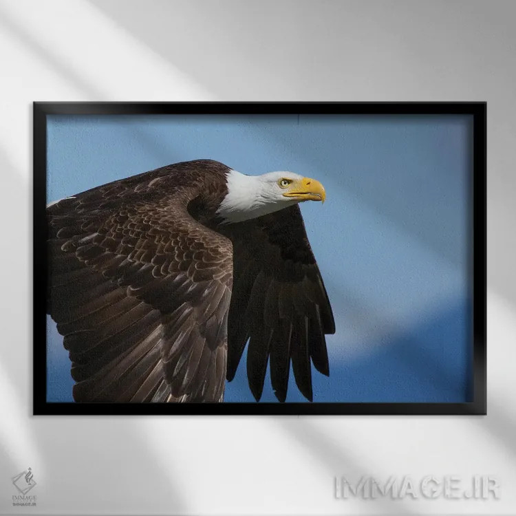 تابلو پرواز عقاب سرسفید ۲ اثر کن آرچر - نمای قابدار مشکی
