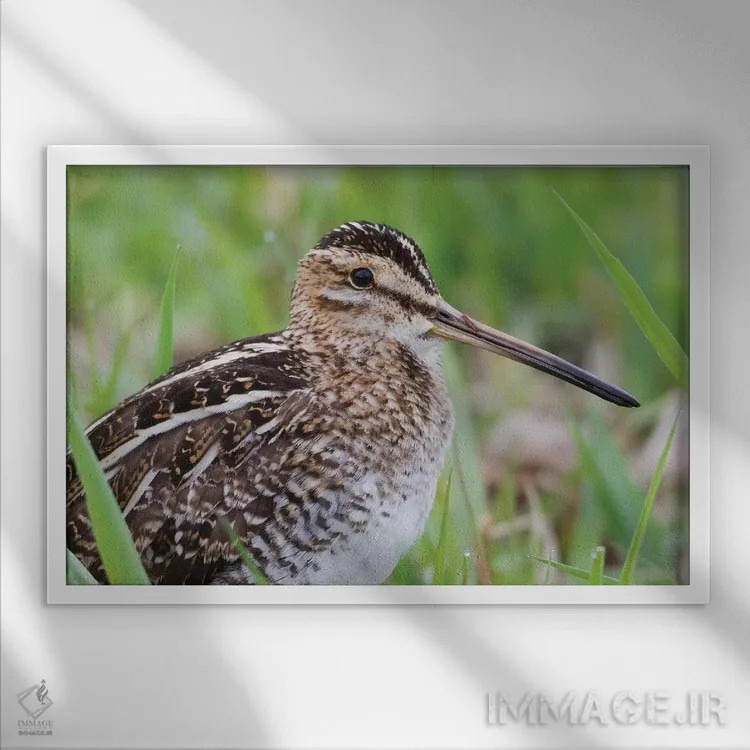 تابلو نمای نزدیک چلچه معمولی اثر کن آرچر - نمای قابدار سفید