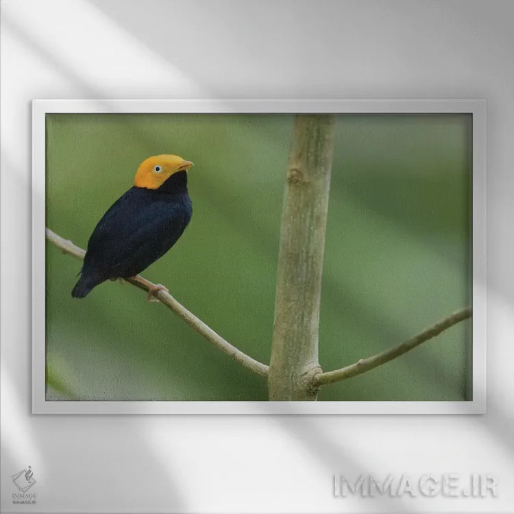 تابلو مناکین سرطلایی اثر کن آرچر - نمای قابدار سفید