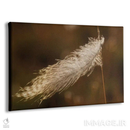 تابلو stuck on grass stem,پر قلمقرقاول گیر کرده روی ساقه علف اثر کن آرچر - نمای پرسپکتیو محصول