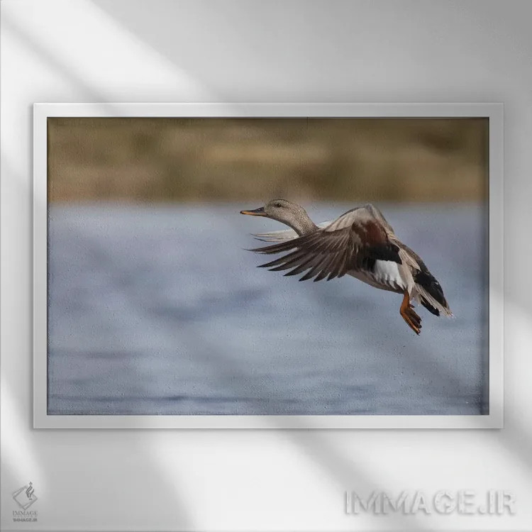 تابلو اردک خواجهگی نر در حال پرواز اثر کن آرچر - نمای قابدار سفید