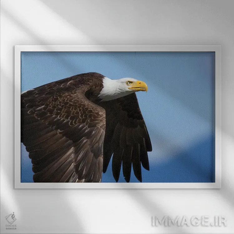 تابلو پرواز عقاب سرسفید ۲ اثر کن آرچر - نمای قابدار سفید