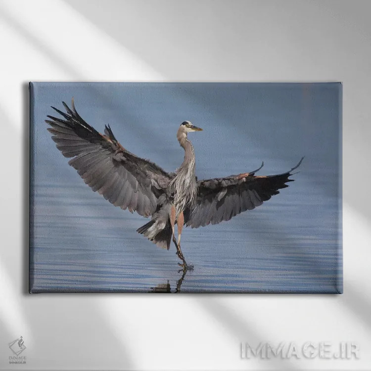 تابلو گرث حواصیل آبی بزرگ در حال فرود اثر کن آرچر - نمای روبهرو روی دیوار