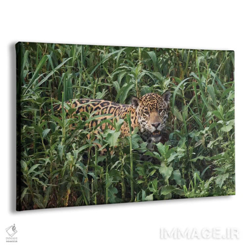 تابلو یوزپلنگ آمریکایی در حال بیرون آمدن از فضای سبز بلند اثر کن آرچر - نمای پرسپکتیو محصول