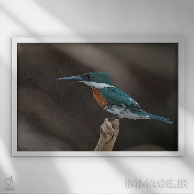 تابلو مرغ ماهیخوار سبز اثر کن آرچر - نمای قابدار سفید