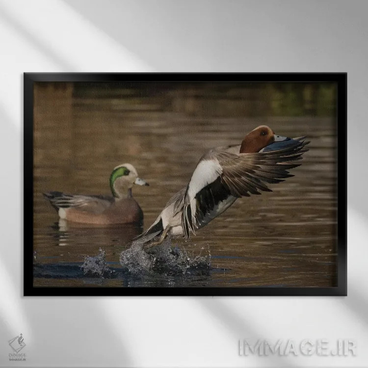 تابلو اردک ویژئون اوراسیایی در حال پرواز اثر کن آرچر - نمای قابدار مشکی