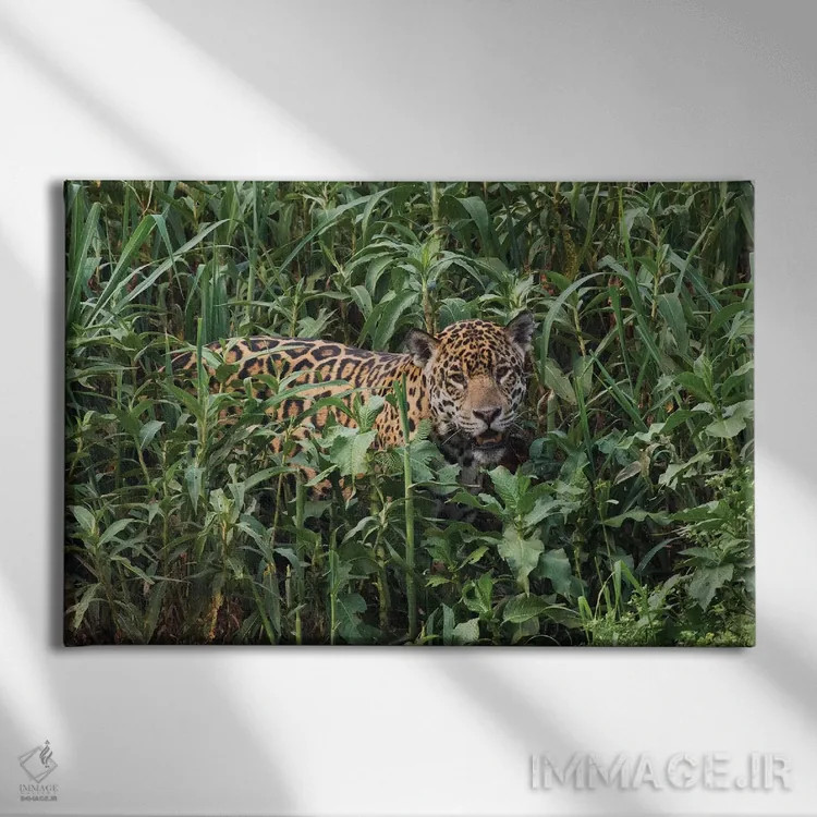 تابلو یوزپلنگ آمریکایی در حال بیرون آمدن از فضای سبز بلند اثر کن آرچر - نمای روبهرو روی دیوار