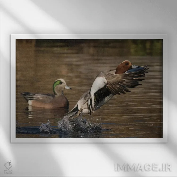 تابلو اردک ویژئون اوراسیایی در حال پرواز اثر کن آرچر - نمای قابدار سفید