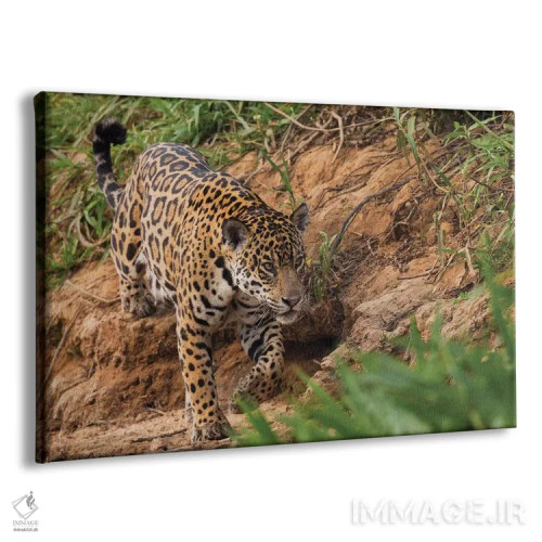 تابلو یوزپلنگ آمریکایی در حال کمین اثر کن آرچر - نمای پرسپکتیو محصول