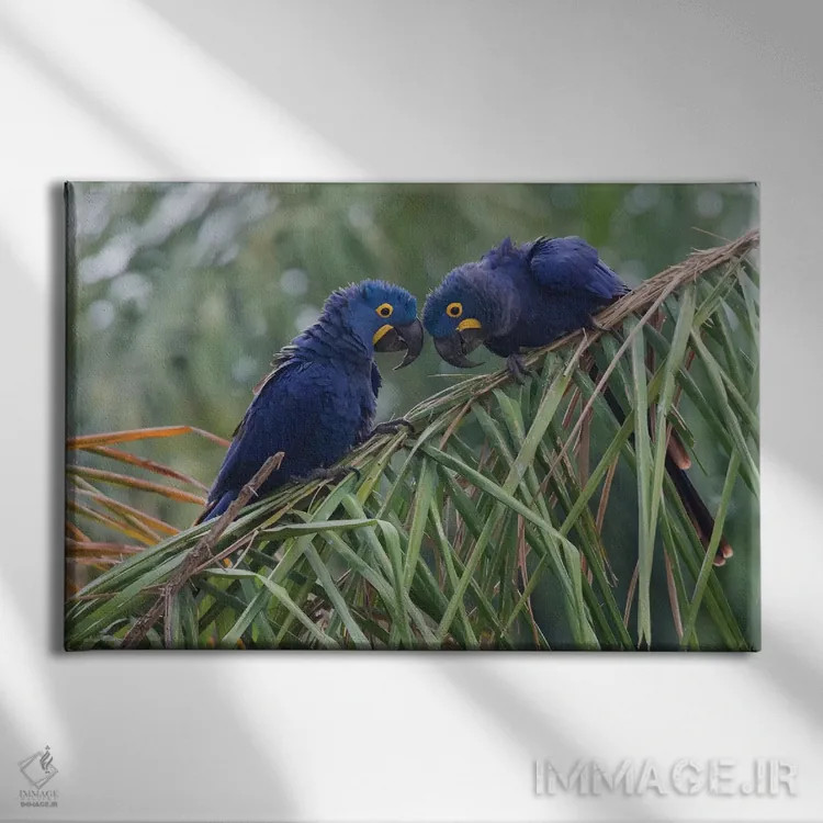 تابلو جفت ماکائوی سنبل اثر کن آرچر - نمای روبهرو روی دیوار