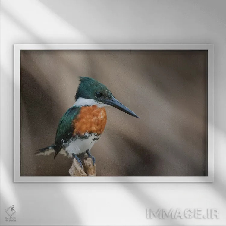 تابلو مرغ ماهیخوار سبز اثر کن آرچر - نمای قابدار سفید