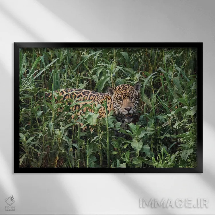 تابلو یوزپلنگ آمریکایی در حال بیرون آمدن از فضای سبز بلند اثر کن آرچر - نمای قابدار مشکی