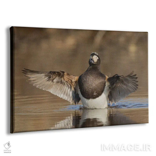 تابلو اردک دُمبلند در حال خشک کردن بالها اثر کن آرچر - نمای پرسپکتیو محصول