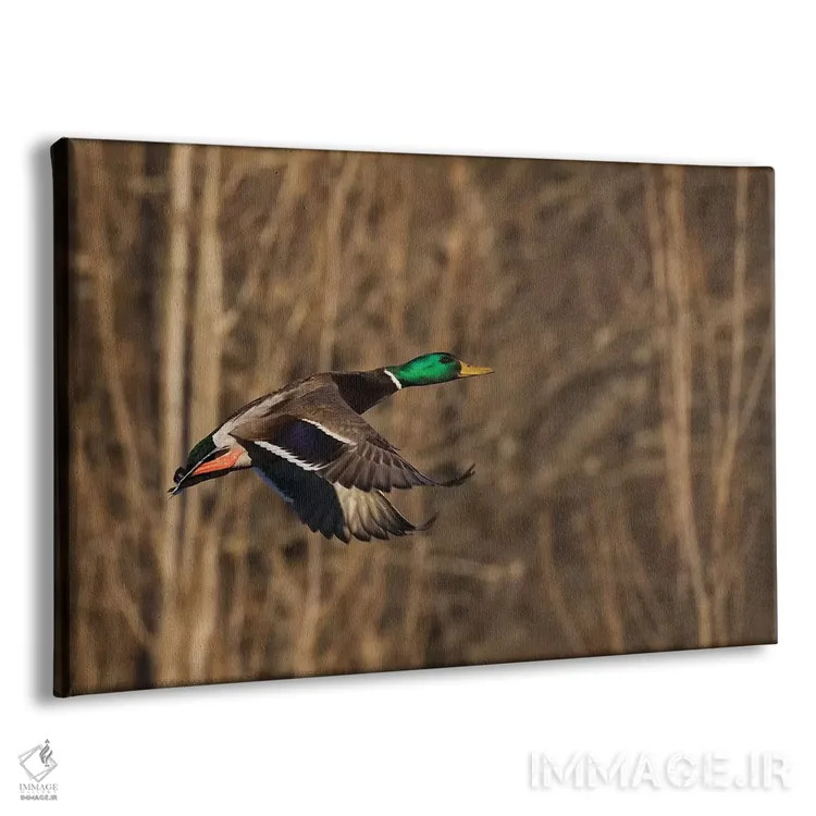 تابلو اردک سرسبز نر در حال پرواز اثر کن آرچر - نمای پرسپکتیو محصول