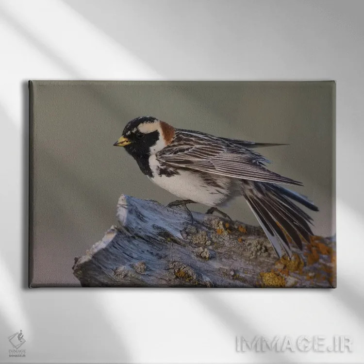 تابلو فنچ سینهزرد لاپلند اثر کن آرچر - نمای روبهرو روی دیوار
