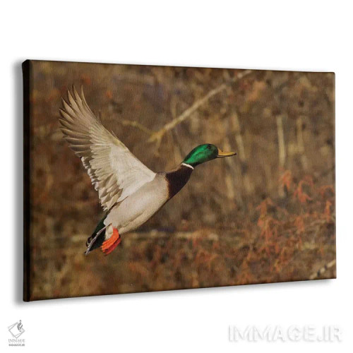 تابلو اردک سرسبز نر در حال پرواز اثر کن آرچر - نمای پرسپکتیو محصول