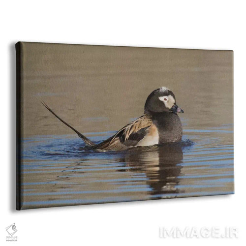 تابلو نمایش قلمرویی اردک دمبلند اثر کن آرچر - نمای پرسپکتیو محصول