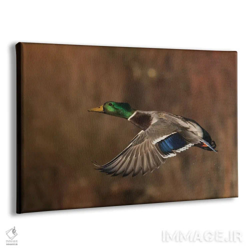 تابلو اردک سرسبز نر در حال پرواز اثر کن آرچر - نمای پرسپکتیو محصول