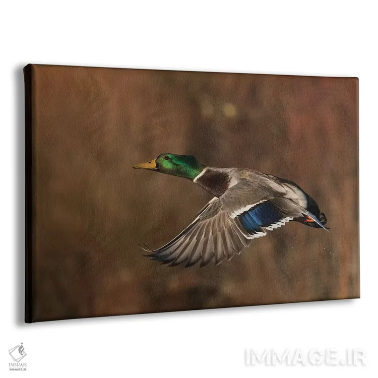 تابلو اردک سرسبز نر در حال پرواز اثر کن آرچر - نمای پرسپکتیو محصول
