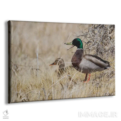تابلو جفت اردک سرسبز در زیستگاه بوتهزار اثر کن آرچر - نمای پرسپکتیو محصول