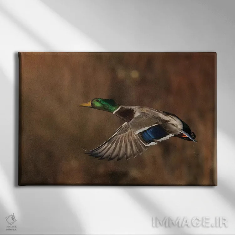 تابلو اردک سرسبز نر در حال پرواز اثر کن آرچر - نمای روبهرو روی دیوار