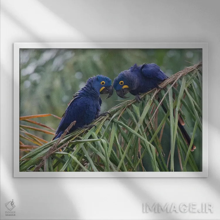 تابلو جفت ماکائوی سنبل اثر کن آرچر - نمای قابدار سفید