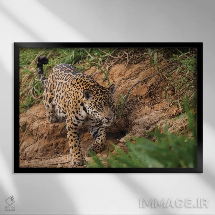 تابلو یوزپلنگ آمریکایی در حال کمین اثر کن آرچر - نمای قابدار مشکی