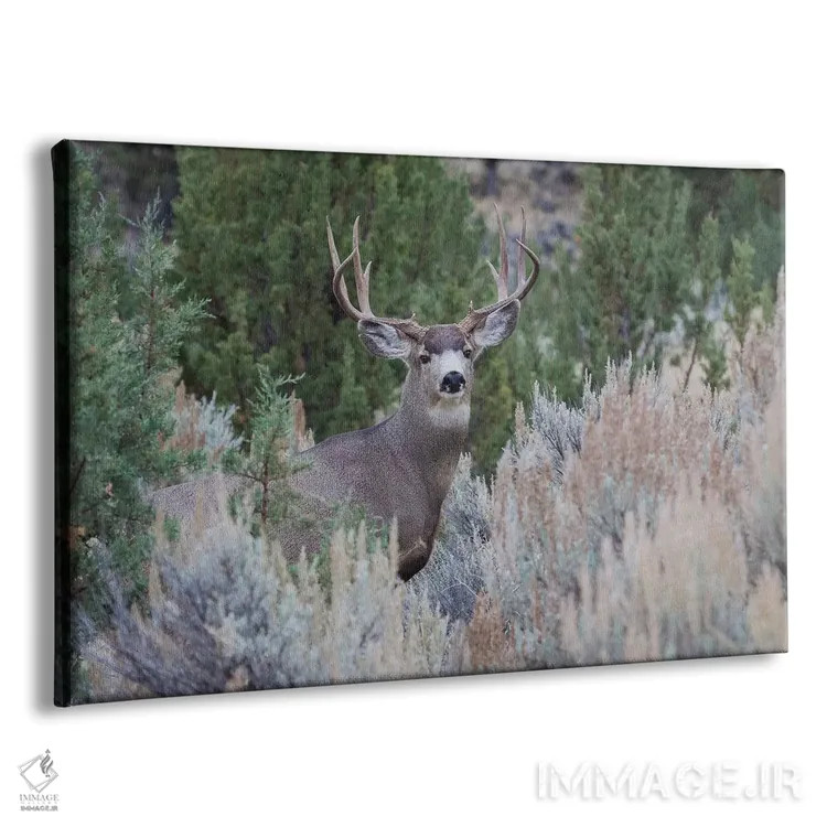 تابلو گوزن قاطر نر اثر کن آرچر - نمای پرسپکتیو محصول