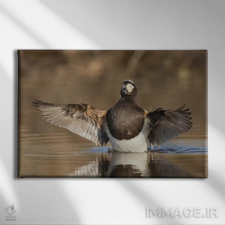 تابلو اردک دُمبلند در حال خشک کردن بالها اثر کن آرچر - نمای روبهرو روی دیوار