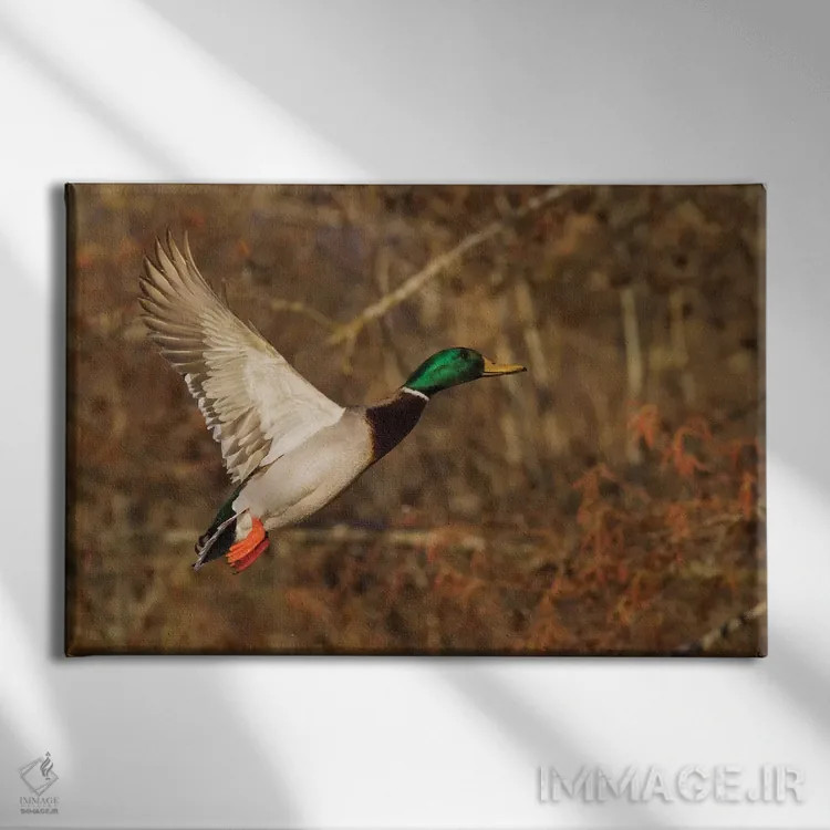 تابلو اردک سرسبز نر در حال پرواز اثر کن آرچر - نمای روبهرو روی دیوار