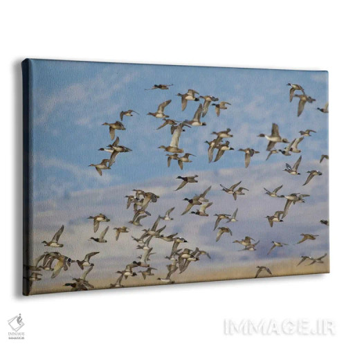 تابلو گروه ترکیبی پرندگان آبزی در حال پرواز اثر کن آرچر - نمای پرسپکتیو محصول