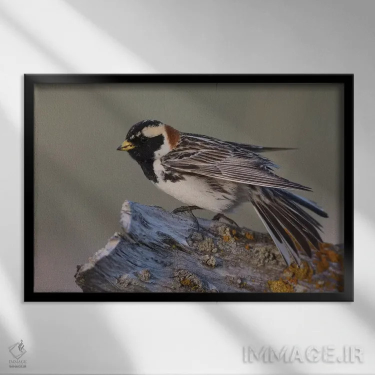 تابلو فنچ سینهزرد لاپلند اثر کن آرچر - نمای قابدار مشکی