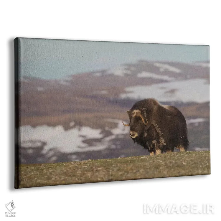 تابلو Arctic tundra,گاومیش مشکین، توندرا شمالگان اثر کن آرچر - نمای پرسپکتیو محصول