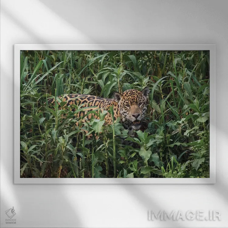 تابلو یوزپلنگ آمریکایی در حال بیرون آمدن از فضای سبز بلند اثر کن آرچر - نمای قابدار سفید