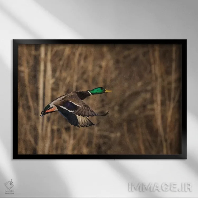 تابلو اردک سرسبز نر در حال پرواز اثر کن آرچر - نمای قابدار مشکی