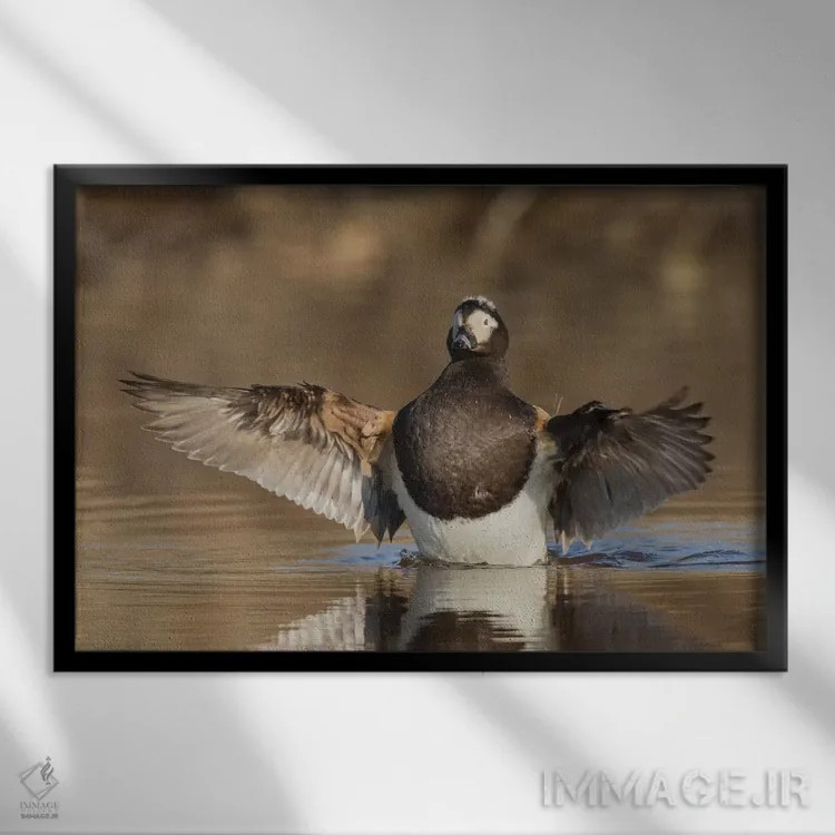 تابلو اردک دُمبلند در حال خشک کردن بالها اثر کن آرچر - نمای قابدار مشکی