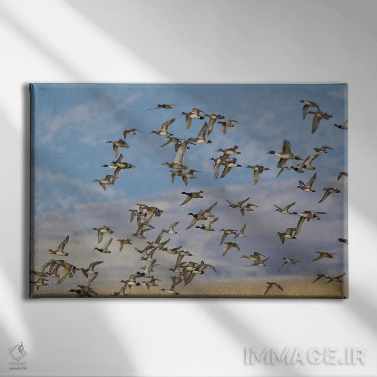 تابلو گروه ترکیبی پرندگان آبزی در حال پرواز اثر کن آرچر - نمای روبهرو روی دیوار