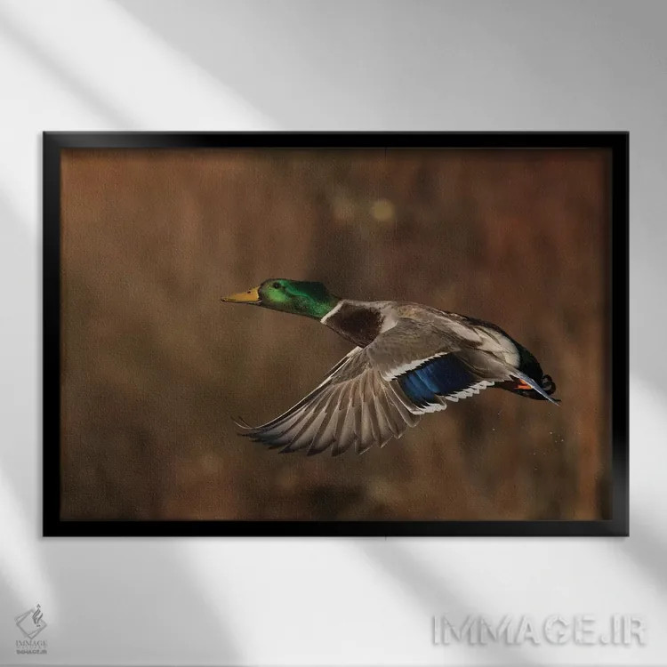 تابلو اردک سرسبز نر در حال پرواز اثر کن آرچر - نمای قابدار مشکی