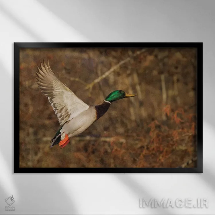 تابلو اردک سرسبز نر در حال پرواز اثر کن آرچر - نمای قابدار مشکی