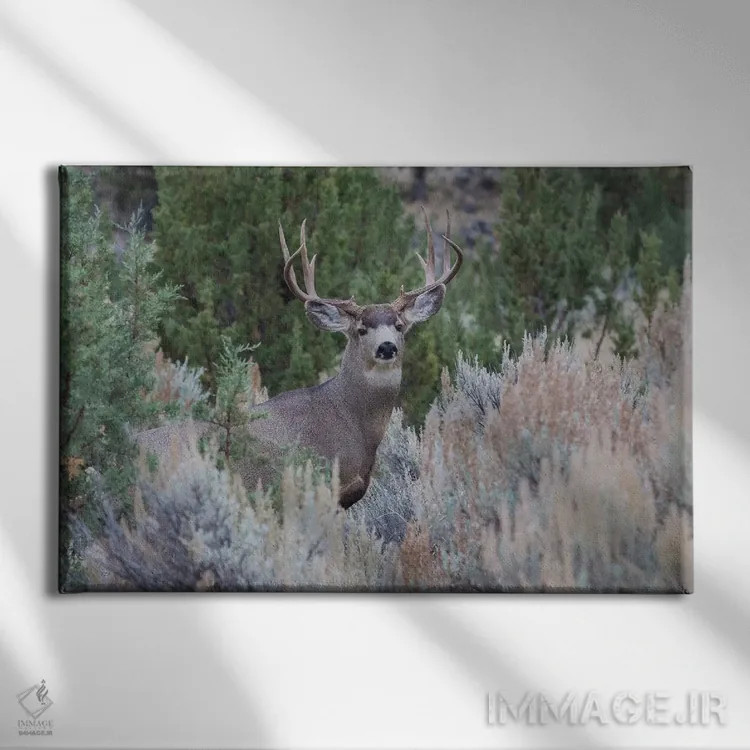 تابلو گوزن قاطر نر اثر کن آرچر - نمای روبهرو روی دیوار