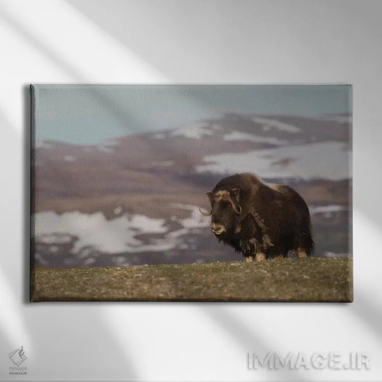 تابلو Arctic tundra,گاومیش مشکین، توندرا شمالگان اثر کن آرچر - نمای روبهرو روی دیوار