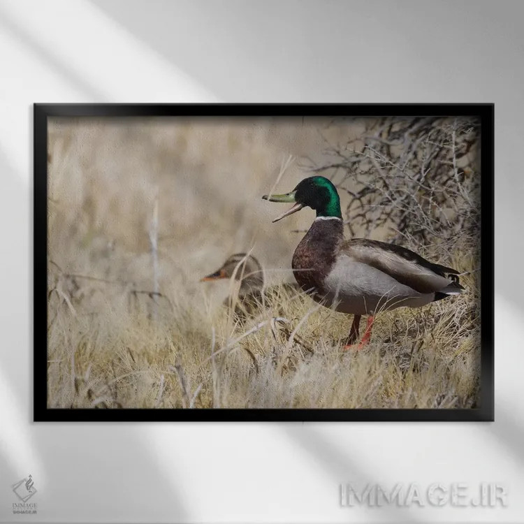 تابلو جفت اردک سرسبز در زیستگاه بوتهزار اثر کن آرچر - نمای قابدار مشکی