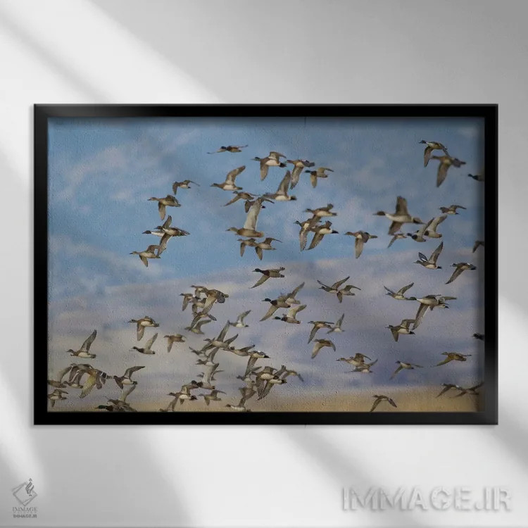 تابلو گروه ترکیبی پرندگان آبزی در حال پرواز اثر کن آرچر - نمای قابدار مشکی