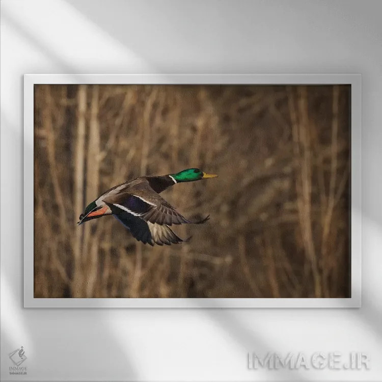 تابلو اردک سرسبز نر در حال پرواز اثر کن آرچر - نمای قابدار سفید